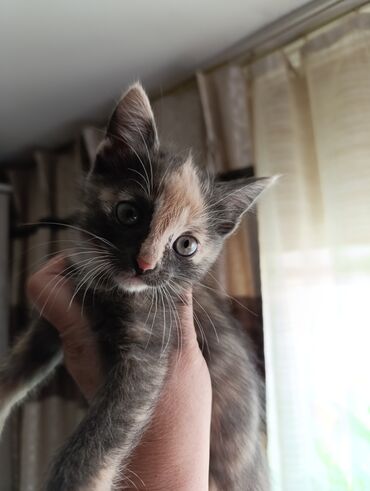 каракал кот: В заботливые руки пристраиваются котята, две девочки, почти 2 месяца