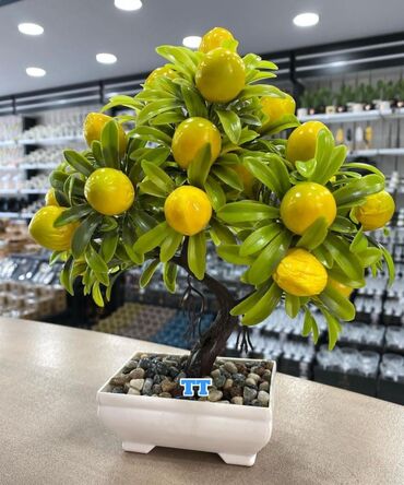 Limon: Dekor limon agaci 30 manat.catdirilma 5 m.metro icinnen pulsuz