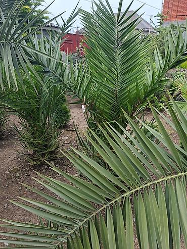 Ağaclar: Ağac, gullerin satişi Finik 7m., 200m., 400m., 500m. Цена договорная — 4