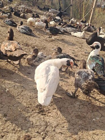Digər quşlar: Salam.Lal ördəklər satılır bütün cinslərdən var .Fərələrin çoxu — 16