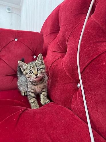 Мышыктар: Отдаём котят в добрые руки,возраст 2 месяца,приучены у лотку — 5