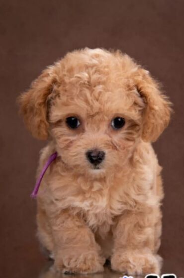 пудель щенок: Пудель, 2 месяца, Самец, С родословной