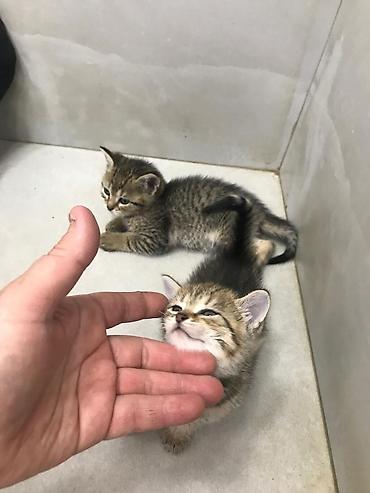 Pişiklər: Şotland — 10