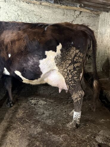 Коровы, быки: Продаю | Корова (самка) | Для молока | Привязанные — 1