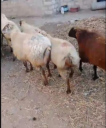 qara mal: 31 edet Qoçunu almış xam şişek satılır kom 380 manata deyirem hamsı — 1