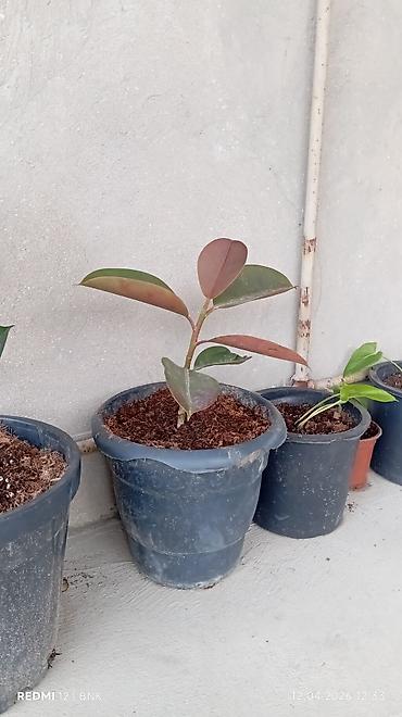 en gozel dibcek gulleri: Daxili və eyvan üçün saksı bitkiləri dəsti Tərkib: - Aloe vera (iki — 5