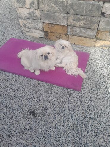 it adlari: Pekines, 11 ay, Erkek, Sənədli