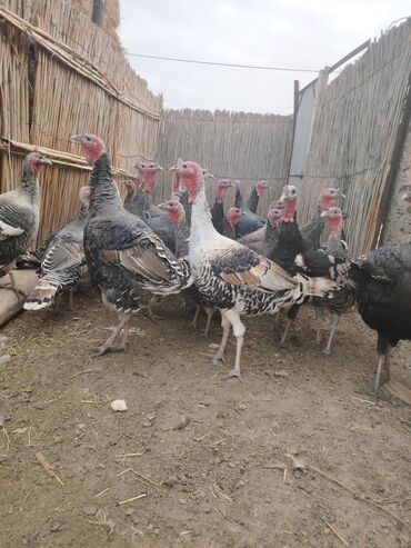 Hinduşka: Salam aleykum Bu ilki hinduskalardir kentde yetisdirilib tebii — 2