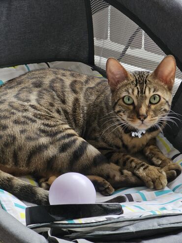 корм для котят: Продам красивую бенгалку! зовут Лили, 1 годик, не стерилизована, пока