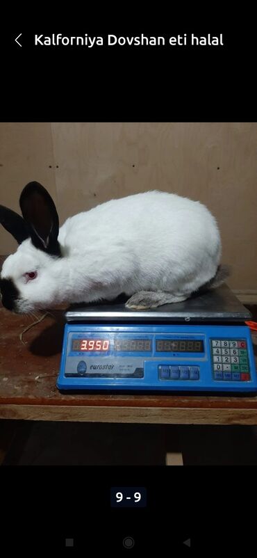 Ət: Salam temiz kaliforniya sortu🐇 dovsha eti isdeyen — 18