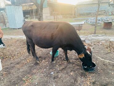 дойных коров: Сатам | Уй (ургаачы) | Сүт алуу үчүн | Байланган