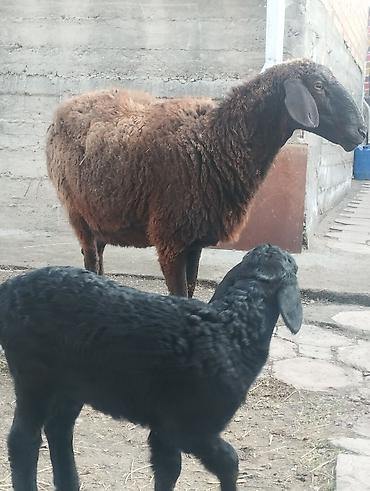Баран, овца: Продаю | Овца (самка) | Для разведения | Матка — 2