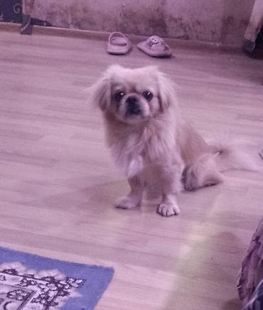 it satisi 2020: Pekines, 4 ay, Erkək, Peyvəndli — 2