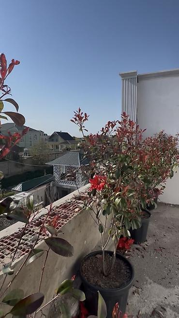 Həyət evləri və villaların satışı: Hövsan qəs. 5 otaqlı, 200 kv. m, Kredit yoxdur, Təmirsiz — 12