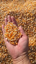 карась рыба: Кукуруза зерновая - Сухое, очищенное зерно оранжево жёлтых сортов -