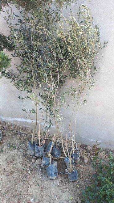 Bitki kökləri: Zeytun agaci satram boylari 130-170 sm aralığındadi turk sortu