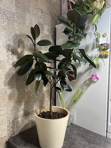 Диффенбахии: Комнатные растения в декоративных горшках - Диффенбахия крупнолистная — 10