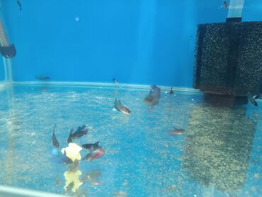 Akvariumlar: Akvaryum balıqları 
Betta 2 3 sm delta bettalardi