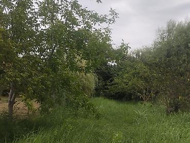 mehemmedi torpaq satilir: 157 sot, Kənd təsərrüfatı, Kupça (Çıxarış), Texniki pasport — 2