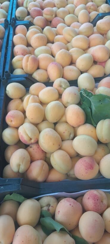 Meyvə və giləmeyvə: Her növ meyvə ağaclarının satışı — 3