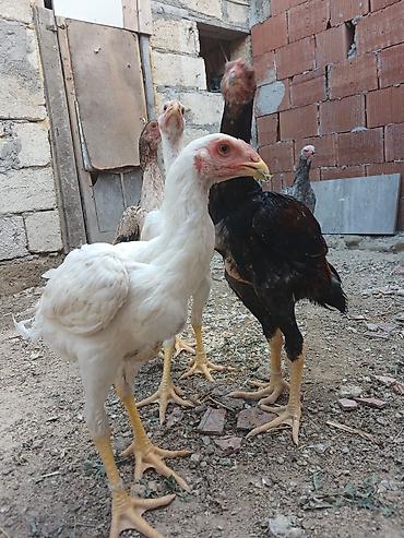 alman spitz: Toyuq cücələri, Damazlıq — 9