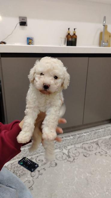 İtlər: Pudel, Dişi — 7