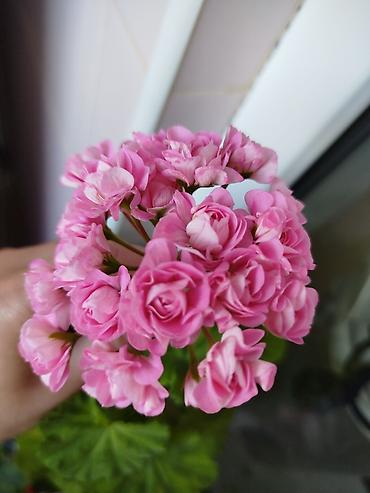 malc: Geran yeni sort pink. Böyük ölçülü də var — 1