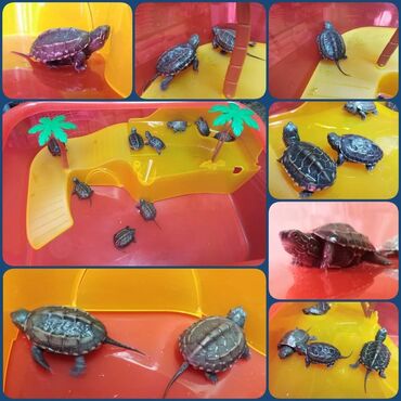 Ostale životinje: Veliki izbor mladih i zdravih akvarijumskih kornjača.  Imamo