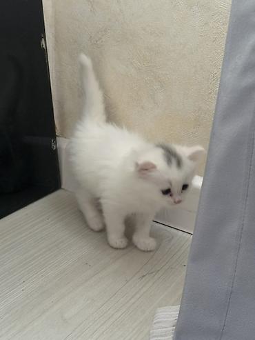 Pişiklər: Yaxşı əllərə -da lalafo.az — 9 Pişiklər: Yaxşı əllərə — 9
