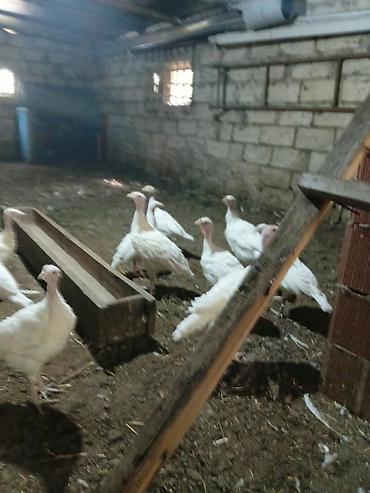 2 ayliq təmiz cins ag kanada hindusqalari satilir 16 ededdir qiymet 25 lalafo.az -da 2 ayliq təmiz cins ag kanada hindusqalari satilir 16 ededdir qiymet 25