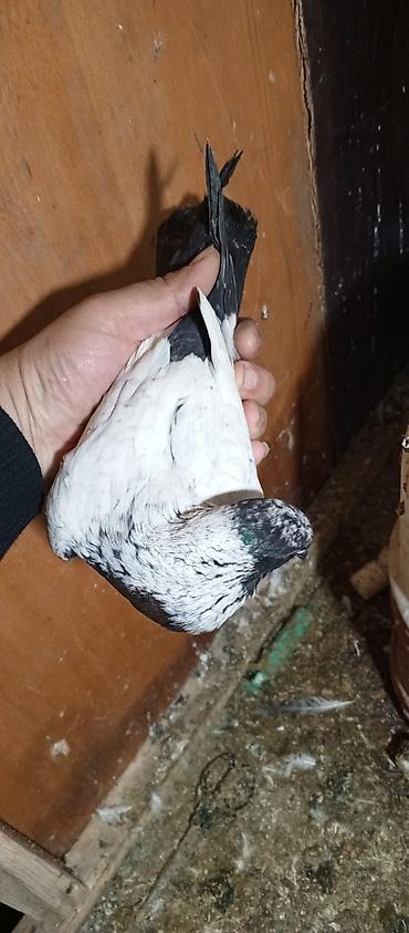 Quşlar: Təmiz qan almankadır tam sağlamdır — 2