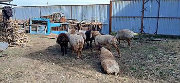 голуби такла цена: Продаю | Баран (самец) | Арашан | Для разведения | Осеменитель — 6