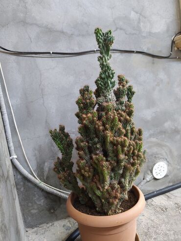 kaktus gulu: Şüanin qarşısini alır