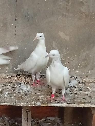 derzi quşu: Göyərçinlər satılır cutu manatdır 15 manatdır ünvan hövsan — 10