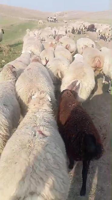 at satışı gəncə: Dişi, il: 1, Damazlıq, Pulsuz çatdırılma — 9