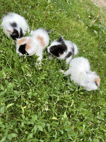 продам домик для кошки: Беспородная, 1 месяц, Мальчик