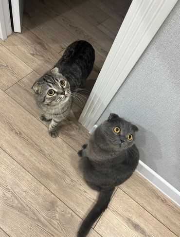 шотландский вислоухий рыжий кот купить: Кошка даром: Скотиш Фолд (Шотландская вислоухая), 2 года, Девочка, Кастрирована, Приучена к лотку, Проглистована