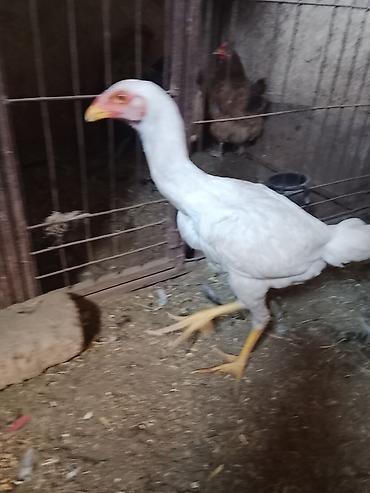 шотландская белая кошка: Продаю | Куры | Бойцовая | Для разведения — 4