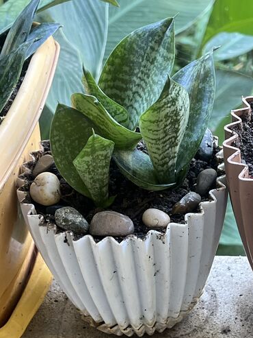 Otaq bitkiləri: Her nov guler var endirimnen verecem Gencedi istiyen yazsin satiş -da lalafo.az — 25 Otaq bitkiləri: Her nov guler var endirimnen verecem Gencedi istiyen yazsin satiş — 25