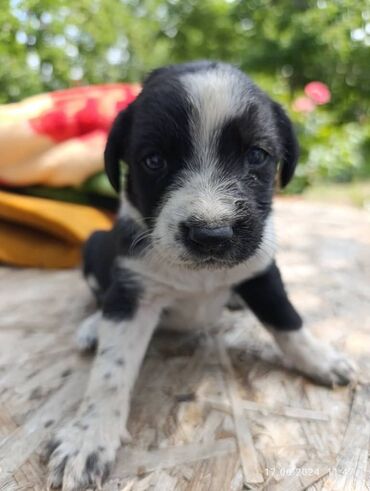 Собаки: Продаются щенки русского охотничева спаниэля 80% чистокровные