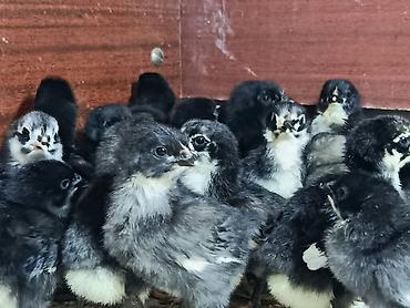 Həm ətlik həm də yumurtalıq alman sortu olan australorp toyuqlarının lalafo.az -da Həm ətlik həm də yumurtalıq alman sortu olan australorp toyuqlarının
