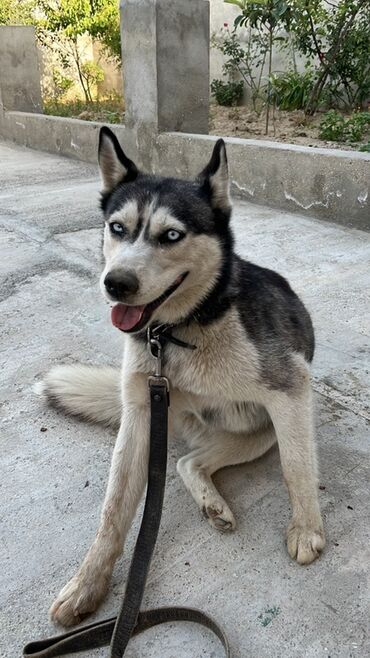 itlerin cutlesdirilmesi: Xaski, 9 ay, Dişi, Peyvəndli, Pulsuz çatdırılma