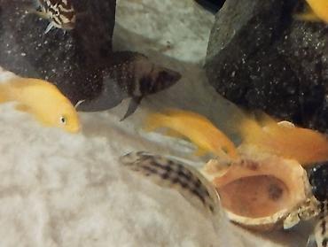 Balıqlar: Cixlid balığı -da lalafo.az — 10 Balıqlar: Cixlid balığı — 10