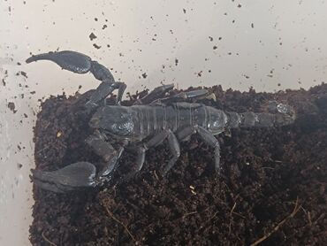 жук носорог: Heterometrus spinifuer азиатский лесной скорпион. Отлично подойдет для