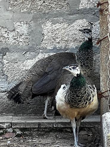 Toyuqlar: Toyuq, Ətlik -da lalafo.az — 15 Toyuqlar: Toyuq, Ətlik — 15