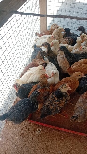 kənt cücəsi: Toyuq cücələri, Damazlıq, Ünvandan götürmə