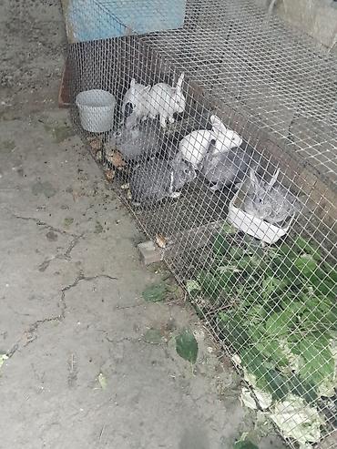 ucuz bala pisiklər: 8 edet dosadi ana dosadi — 1