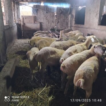 Digər kənd təsərrüfatı heyvanları: Əmlik quzular kiloqramı 10 manat bir az böyük quzular kiloqramı 9 — 3