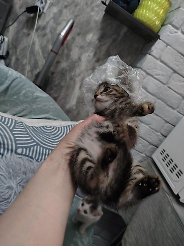 Отдам даром кошку: Кошка даром: Беспородная, Мальчик — 3