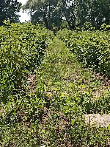 Продажа участков: 4500 соток — 12